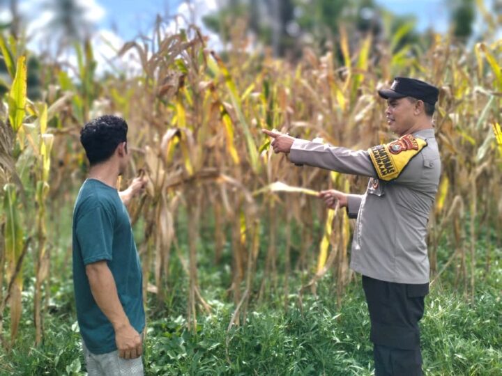 Bhabinkamtibmas Polsek Malunda Dorong Ketahanan Pangan