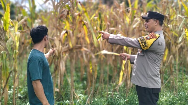 Bhabinkamtibmas Polsek Malunda Dorong Ketahanan Pangan