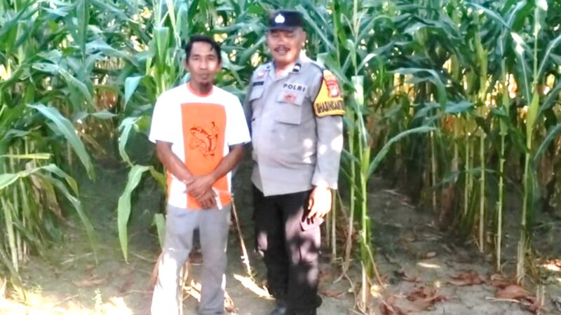 Bhabinkamtibmas Malunda Pantau Tanaman Jagung