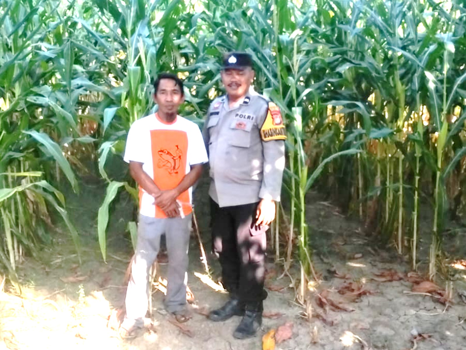 Bhabinkamtibmas Malunda Pantau Tanaman Jagung