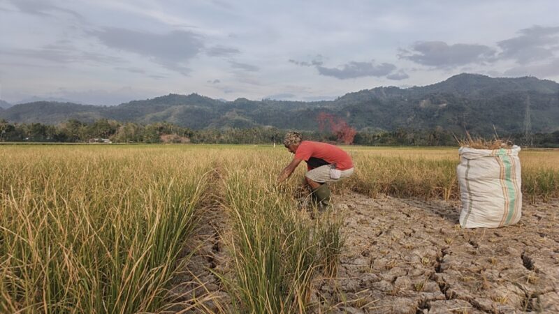 Bendungan Kayu Angin Belum Maksimal, Petani Terancam Gagal Panen‎