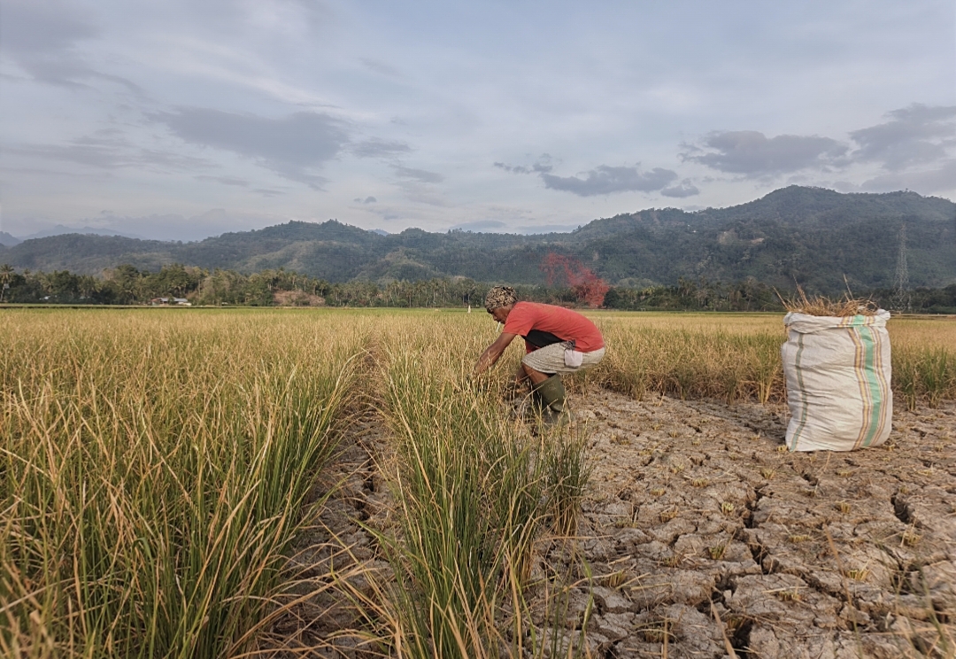 Bendungan Kayu Angin Belum Maksimal, Petani Terancam Gagal Panen‎