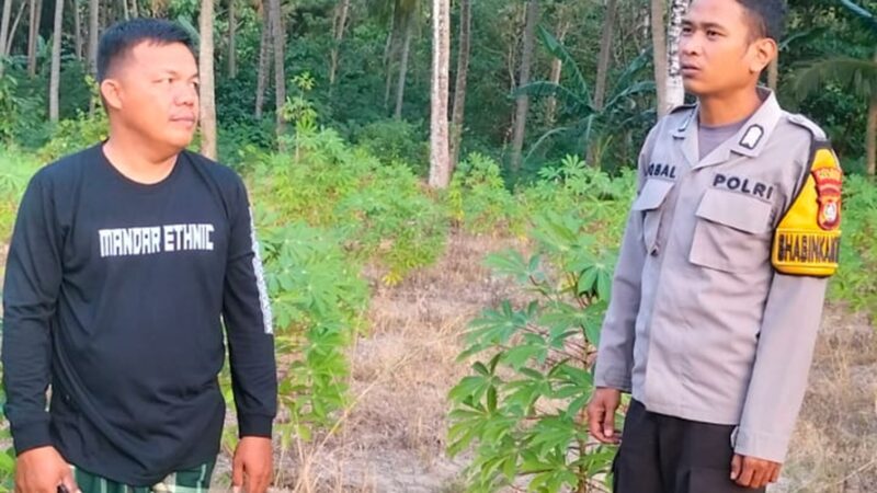 Polsek Sendana Pantau Perkembangan Singkong milik warga