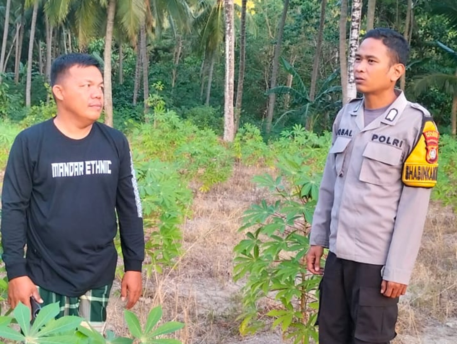 Polsek Sendana Pantau Perkembangan Singkong milik warga