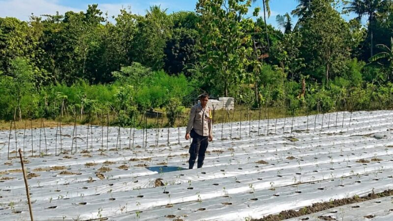 Bhabinkamtibmas Polsek Sendan Dorong Ketahanan Pangan