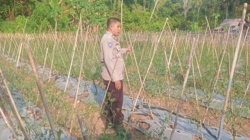 ‎Polsek Sendana Dorong Ketahanan Pangan Lewat Perawatan Cabai