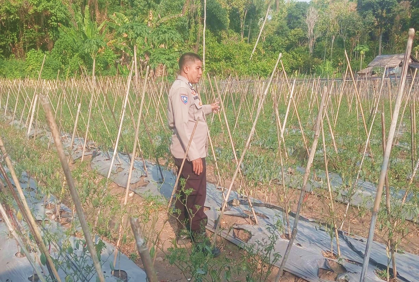 ‎Polsek Sendana Dorong Ketahanan Pangan Lewat Perawatan Cabai