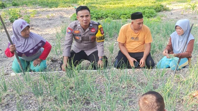 Bhabinkamtibmas Polsek Banggae Pantau Kebun Bawang Merah