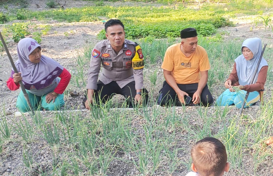Bhabinkamtibmas Polsek Banggae Pantau Kebun Bawang Merah