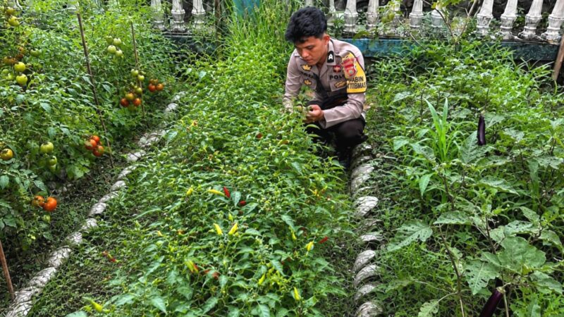 Bhabinkamtibmas Polsek Pamboang Ajak Warga Produktifkan Lahan Pekarangan