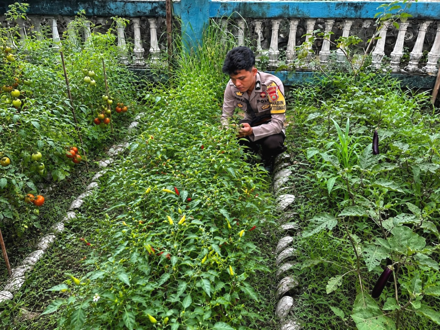 Bhabinkamtibmas Polsek Pamboang Ajak Warga Produktifkan Lahan Pekarangan