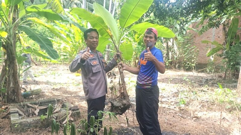 ‎Bhabinkamtibmas Polsek Pamboang Bagikan Bibit Loka Pere