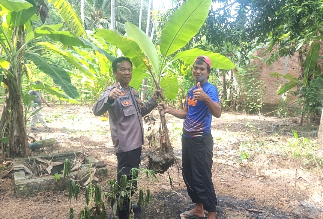 ‎Bhabinkamtibmas Polsek Pamboang Bagikan Bibit Loka Pere