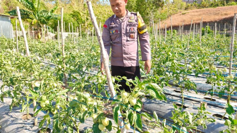 Bhabinkamtibmas Polsek Banggae Dorong Petani Tingkatkan Hasil Panen