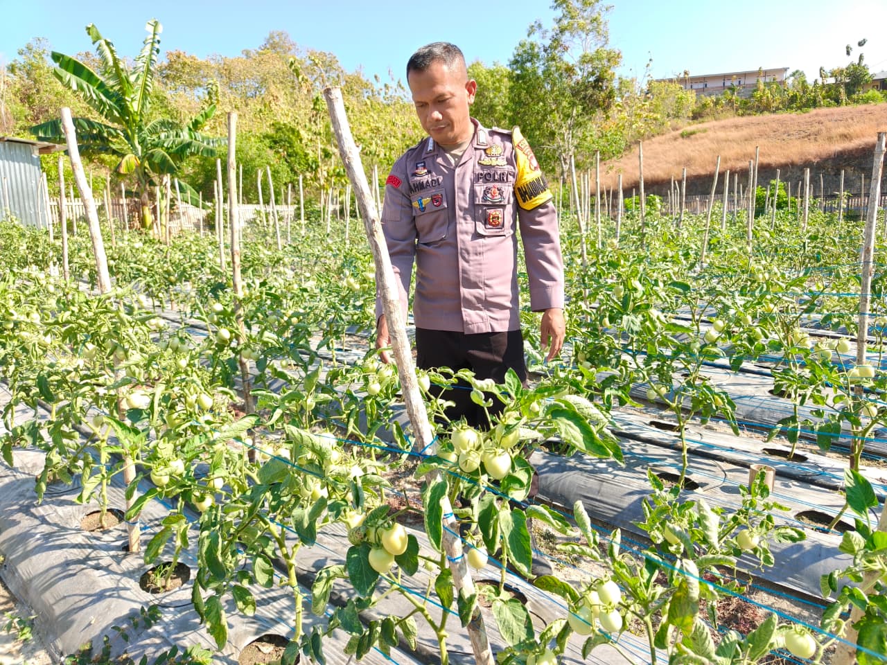 Bhabinkamtibmas Polsek Banggae Dorong Petani Tingkatkan Hasil Panen