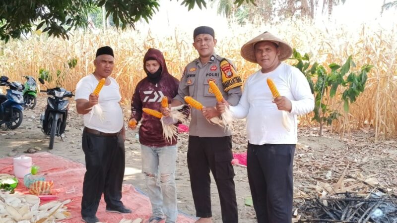 Bhabinkamtibmas Polsek Malunda Pantau Jagung Siap Panen