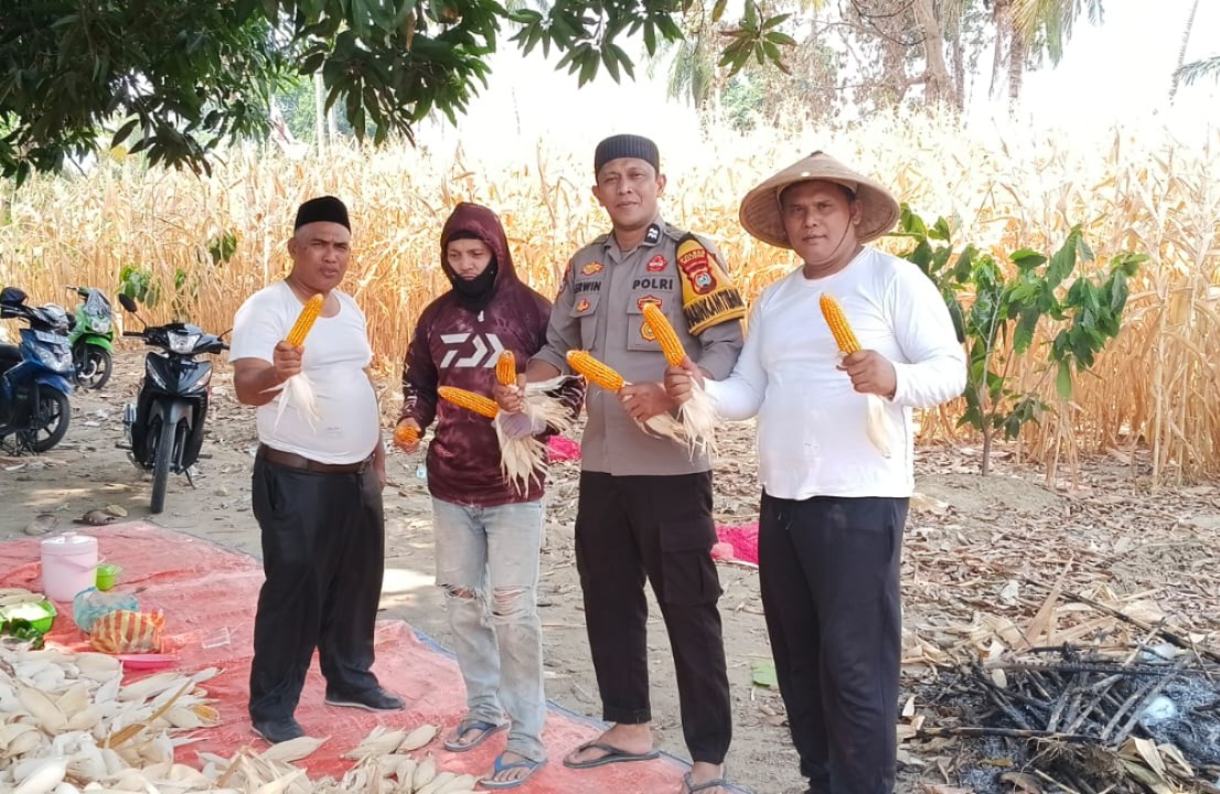 Bhabinkamtibmas Polsek Malunda Pantau Jagung Siap Panen