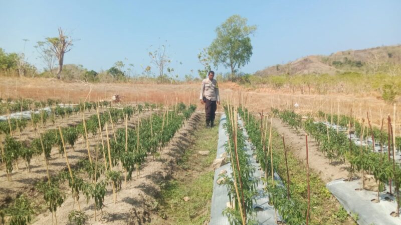 Bhabinkamtibmas Polsek Sendana Dorong Ketahanan Pangan Warga Puttada Utara‎