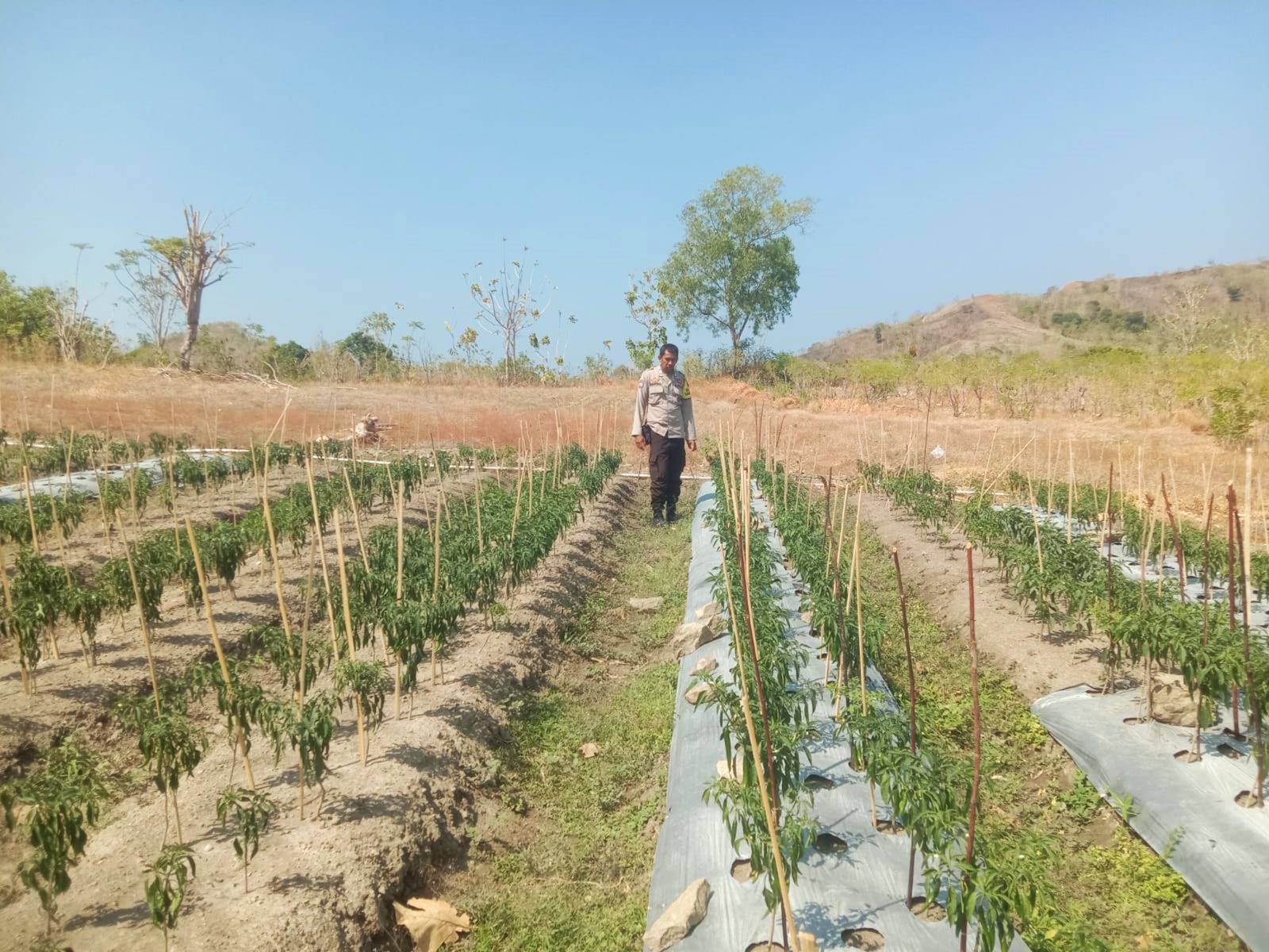 Bhabinkamtibmas Polsek Sendana Dorong Ketahanan Pangan Warga Puttada Utara‎