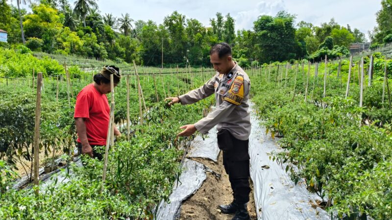 Bhabinkamtibmas Polsek Banggae Aktif Pantau Perkebunan warga‎