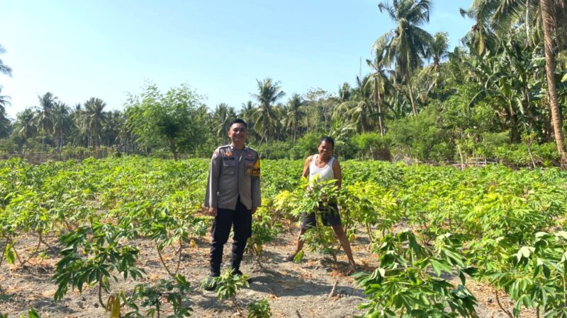 ‎Bhabinkamtibmas Banggae Pantau Perkembangan Tanaman Singkong Petani