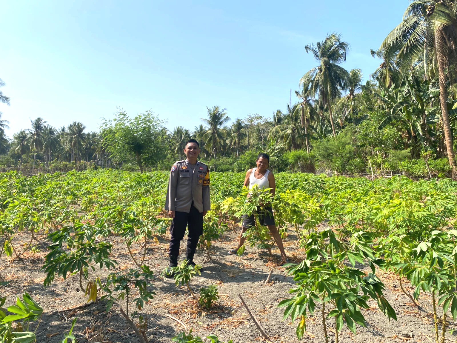 ‎Bhabinkamtibmas Banggae Pantau Perkembangan Tanaman Singkong Petani