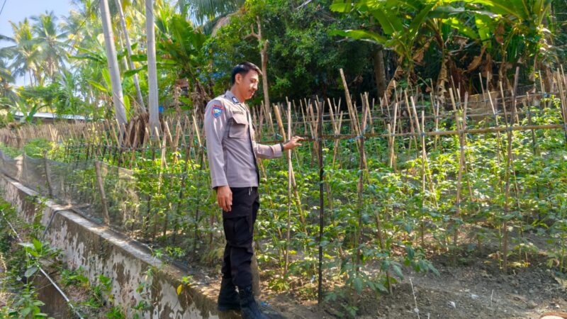Bhabinkamtibmas Polsek Banggae Pantau Budidaya Tomat Di Lahan Pekarangan