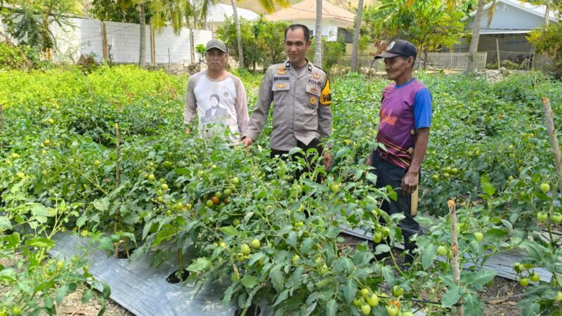 Jelang Panen, Bhabinkamtibmas Polsek Banggae Pantau Tanaman Tomat