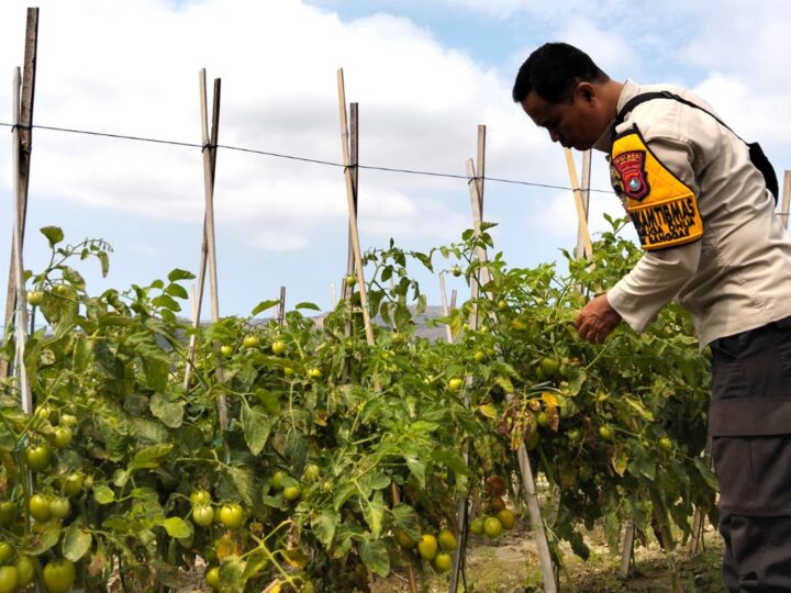 ‎Bhabinkamtibmas Polsek Banggae Dorong Produktivitas Petani