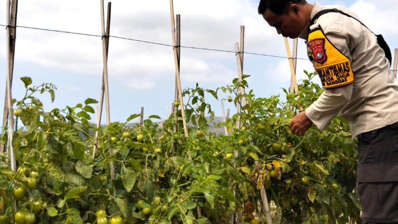 ‎Bhabinkamtibmas Polsek Banggae Dorong Produktivitas Petani