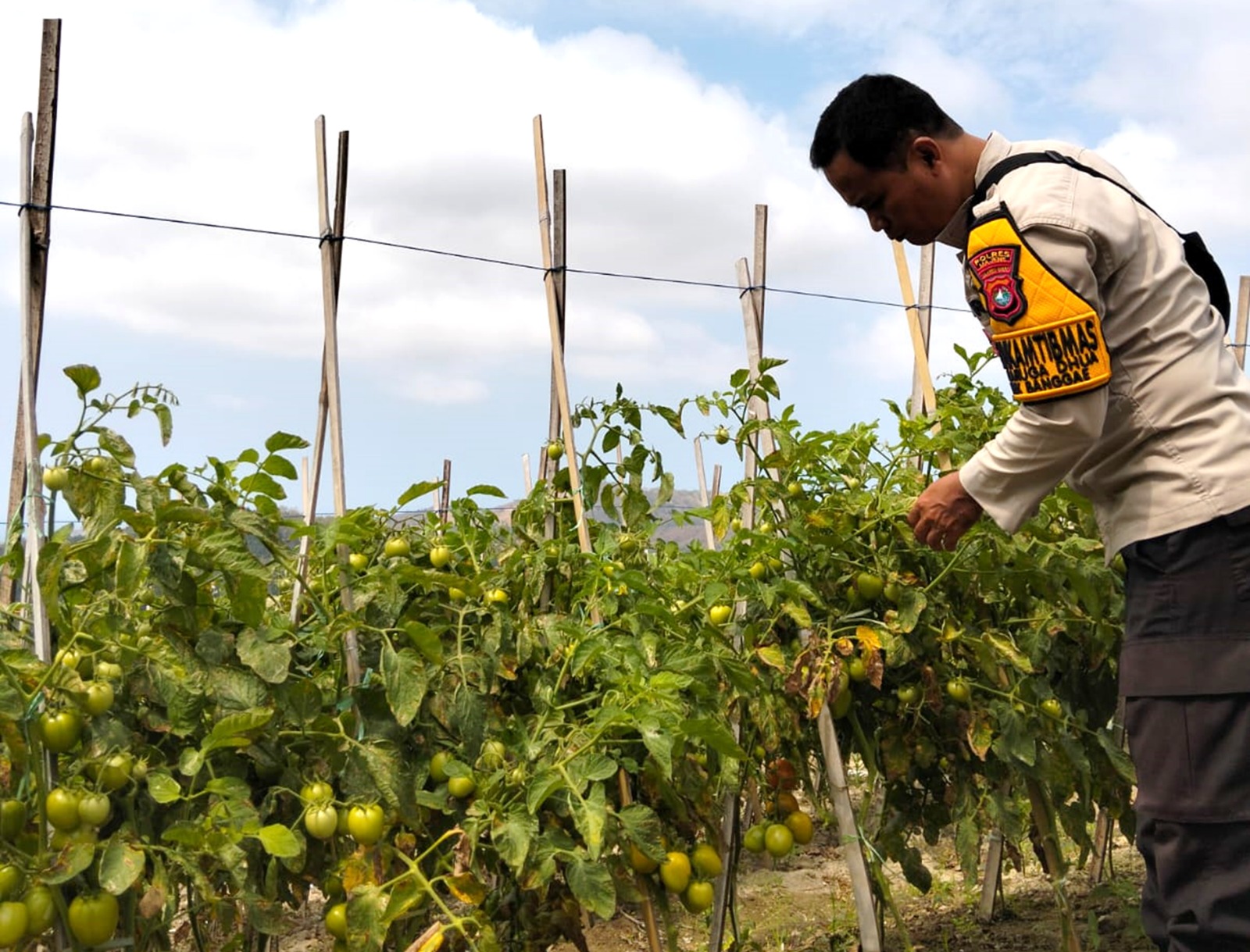 ‎Bhabinkamtibmas Polsek Banggae Dorong Produktivitas Petani