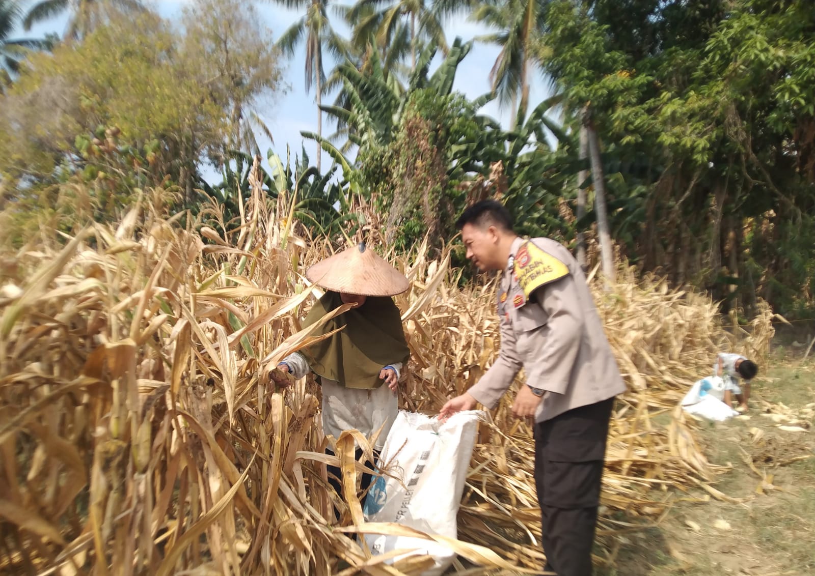 Bhabinkamtibmas Polsek Malunda Dampingi Warga Panen Jagung