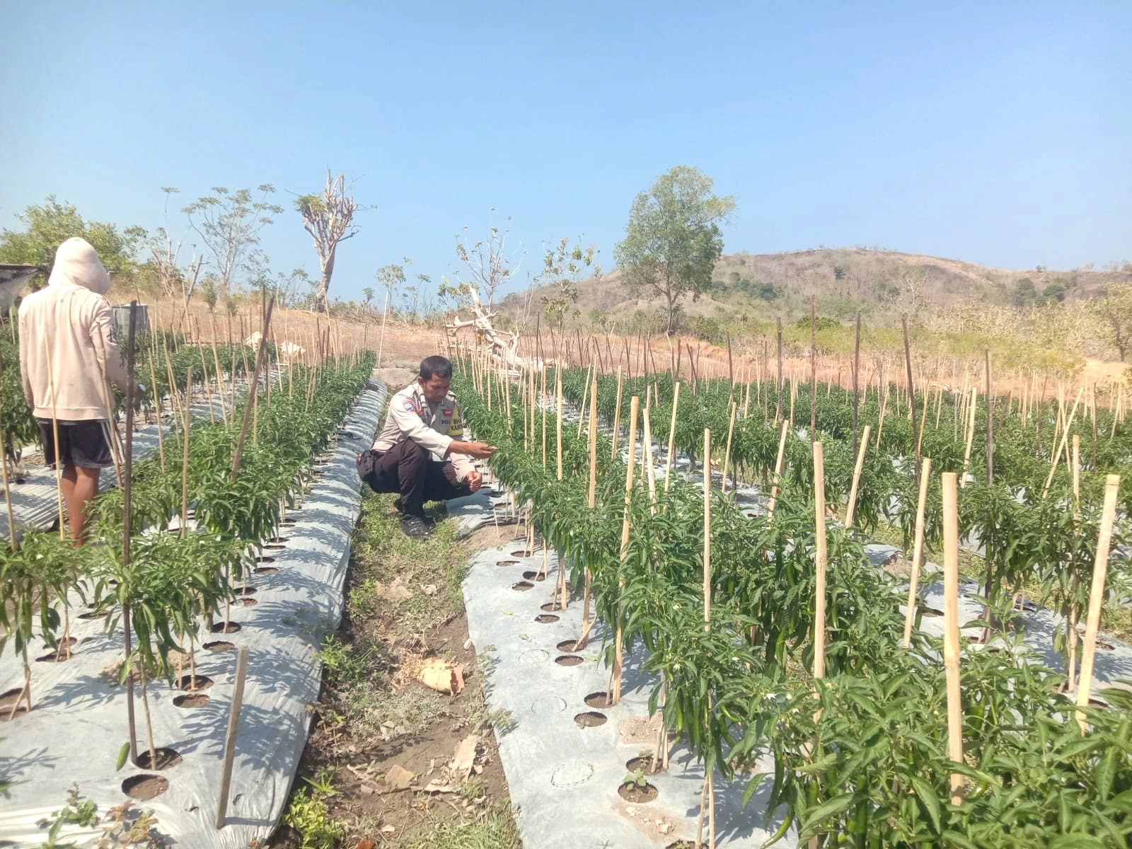 Cabai Puttada Dipantau, Dorong Kemandirian Pangan
